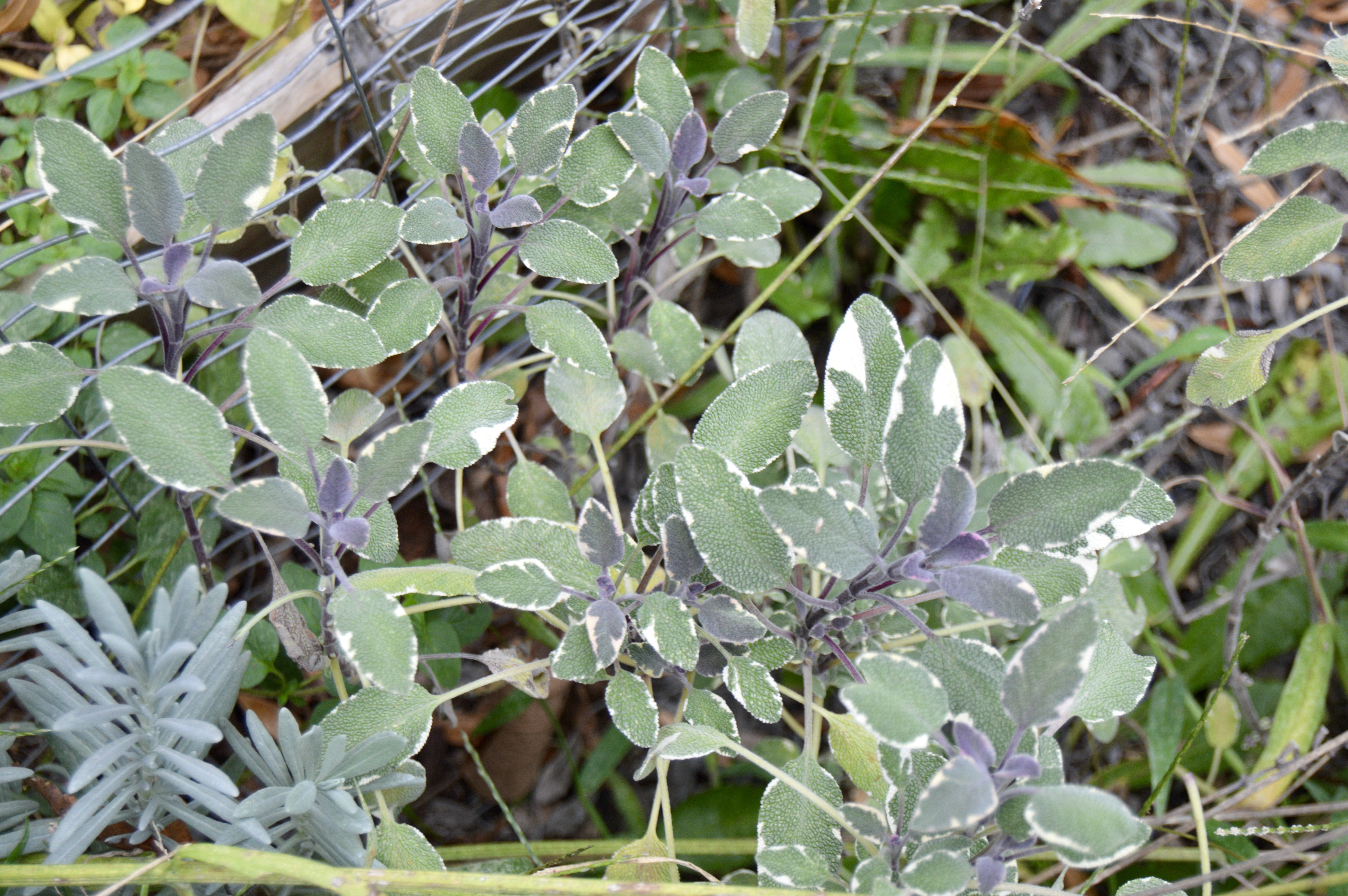 Sage growing in garden next to lavender.