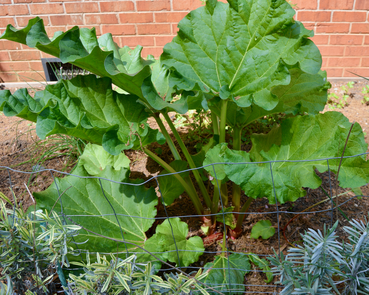 Fresh picked rhubarb from the garden